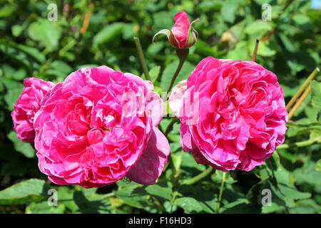 Rosa 'Rose' de l'Angleterre Banque D'Images