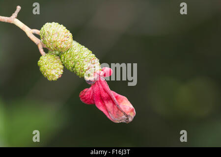 Langue de l'Aulne Gall ; Taphrina alni Cornwall, UK Banque D'Images