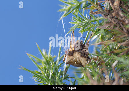 Orb Spider Tissage angulaire ; Araneus angulatus, Cornwall, UK Banque D'Images