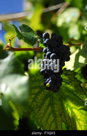 Groupe de black wine grapes on the vine Banque D'Images