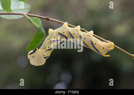 La tête de mort Acherontia atropos Sphynx larve ; manger ; UK Troène unique Banque D'Images