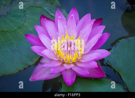 Fleur de lotus bleu Banque D'Images