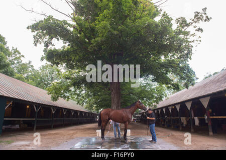 Saratoga Springs, New York, USA. Août 27, 2015. Gagnant Triple Couronne, PHAROAH américain formé par BOB BAFFERT, est baignée ce matin devant ce samedi 146e travers Stakes à l'Hippodrome de Saratoga, le jeudi 27 août 2015. © Bryan Smith/ZUMA/Alamy Fil Live News Banque D'Images