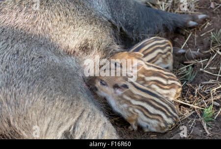 Klaistow, Allemagne, Bache suckling piglets Banque D'Images