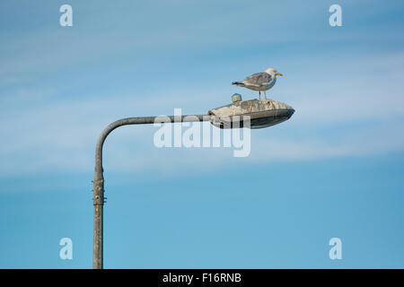 Debout sur le Goéland argenté lampe de rue Banque D'Images