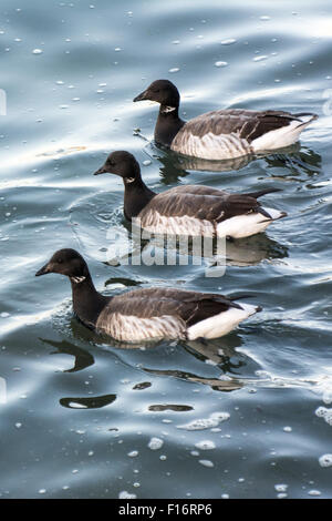 Trois de la Bernache cravant (Branta bernicla) dans une rangée sur l'eau Banque D'Images