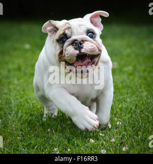 Chien qui court - trois mois chiot bouledogue mâle Banque D'Images