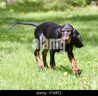 Coonhound noir et feu sur l'herbe Banque D'Images