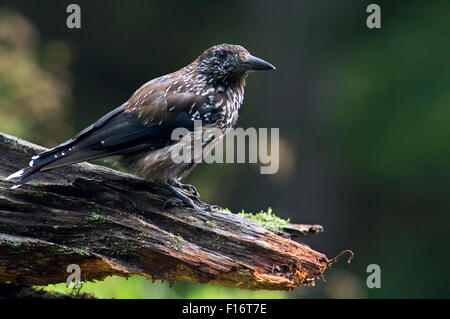 Spotted nutcracker / Casse-Noisette (Nucifraga caryocatactes eurasienne) perché sur souche d'arbre dans la forêt Banque D'Images