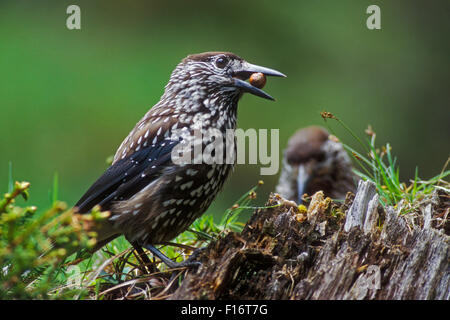 Spotted nutcracker / Casse-Noisette (Nucifraga caryocatactes eurasienne) perché sur souche d'arbre avec l'écrou à bec en forêt Banque D'Images