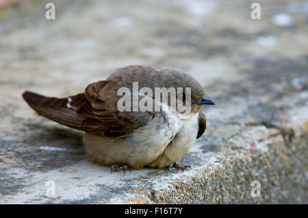 Eurasian crag martin (Ptyonoprogne rupestris / Hirundo rupestris) perché sur la construction Banque D'Images