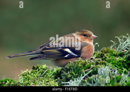 Common Chaffinch (Fringilla coelebs) female portrait Banque D'Images