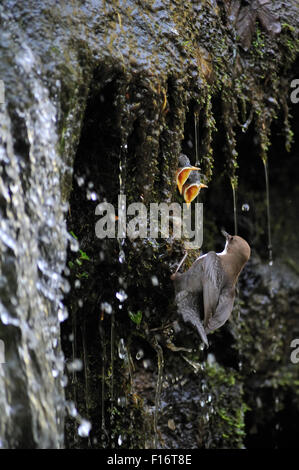 European White-throated Dipper (Cinclus cinclus) ramener de la nourriture aux oisillons au nid caché derrière une chute d'eau Banque D'Images