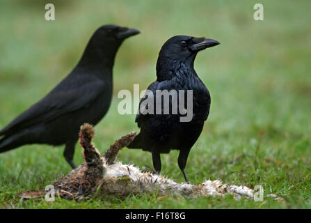 Deux corneilles (Corvus corone carrion) se nourrissent de lapins morts dans le pré Banque D'Images