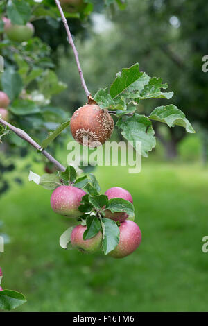 Malus domestica. Les pommes 'Herefordshire renforcement' pommes reinettes plus un avec pourriture brune sur un arbre Banque D'Images