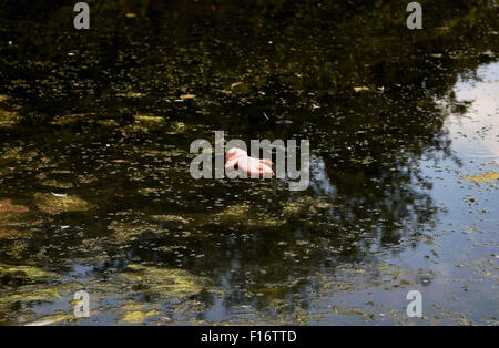 Sinistre à la poupée jouet flottant dans l'étang plein d'algues Banque D'Images