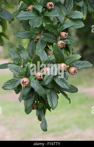 Mespilus germanica '' iranien. Néflier. Fruit Nottingham Banque D'Images