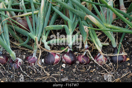 L'Allium cepa. L'Oignon 'Red Baron' dans un potager Banque D'Images