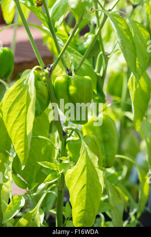 Capsicum annum. 'Sweet poivron California Wonder' de plus en plus sur la plante dans une serre Banque D'Images