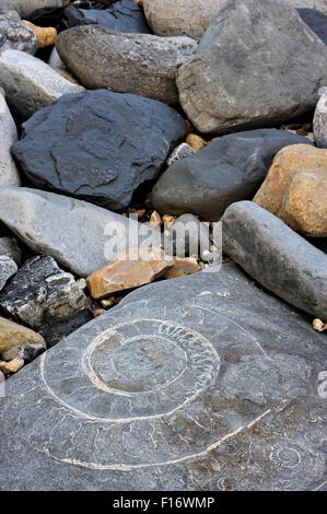 Grande ammonite combustibles intégré dans Pinhay au rocher sur la plage près de la baie de Lyme Regis le long de la Côte Jurassique, Dorset, Angleterre du sud Banque D'Images