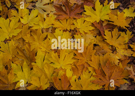 Les feuilles de l'érable grandifolié faire un patchwork coloré sur le terrain de la Sierra Foothills du nord de la Californie au cours de th Banque D'Images