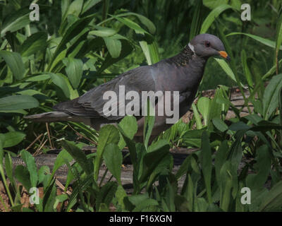 Un Pigeon à queue barrée (Patagioenas fasciata) fourrages dans un cleaing de la forêt mixte de conifères du nord de Sierra Foothills Banque D'Images