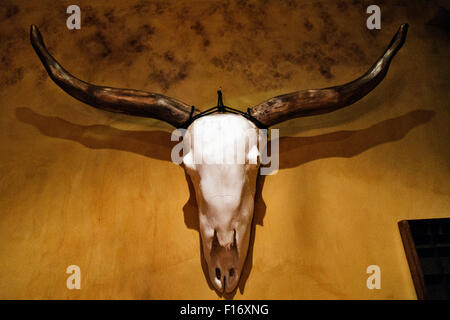 Trophée atmosphérique Longhorns steer et tête de squelette, Mexican Restaurant, Camden ; Angleterre ; UK Banque D'Images