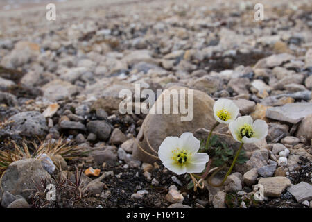 Nordaustlandet Svalbard, Norvège, Zelpelodden Palanderbukta, Palander, (baie). Svalbard pavot (Papaver dahlianum) dans les roches. Banque D'Images