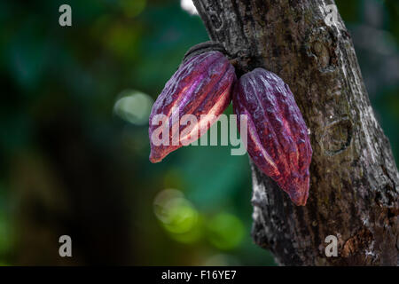 Les cabosses de cacao d'Ambanja, Madagascar Banque D'Images