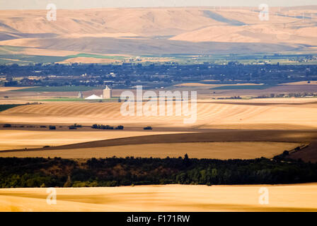 Les collines et les champs de la vallée de Walla Walla, Washington USA de l'Est Banque D'Images