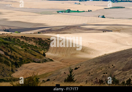 Les collines et les champs de la vallée de Walla Walla, Washington USA de l'Est Banque D'Images