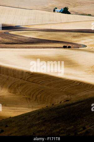 Les collines et les champs de la vallée de Walla Walla, Washington USA de l'Est Banque D'Images