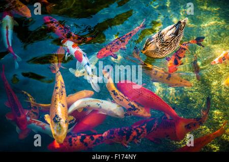 Grand Goldfishes colorés ou Koi pêché et le canard sur la surface. Nishikigoi colorés. Les variétés ornementales domestiquées de C Banque D'Images