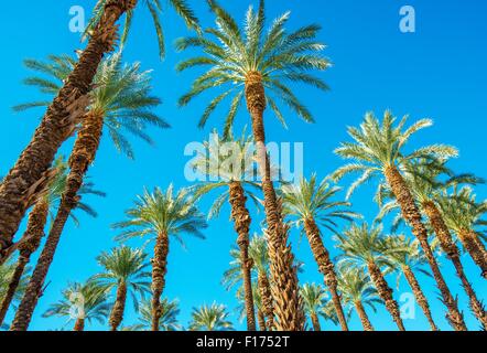 Sous les palmiers dans la vallée de Coachella en Californie. Les palmiers et le ciel bleu. Banque D'Images