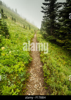Le Pacific Crest Trail comme il en tranches d'un flanc de montagne alpin de brouillard dans le nord de l'État de Washington Banque D'Images