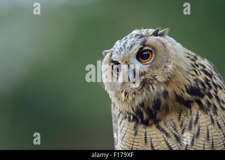 Tête portrait de jeunes du nord sauvage / Grand-duc Bubo bubo Europaeischer Uhu ( ) d'un point de vue. Banque D'Images