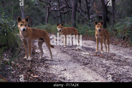 Trois jeunes DINGOS SUR FRASER ISLAND, Queensland, Australie. Banque D'Images