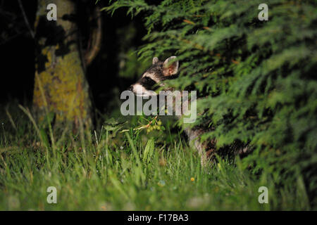 Le Nightshot d'un raton laveur commun sauvage / Waschbaer ( Procyon lotor ) se cache entre les buissons dans un jardin privé. Banque D'Images