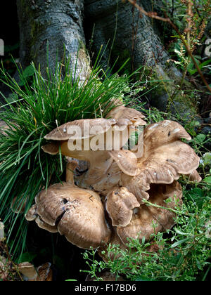 Gros champignons poussant par souche d'un arbre, forêt Savernake, Wiltshire, Royaume-Uni Banque D'Images