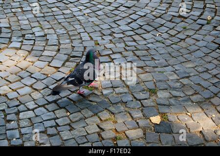 Rue Pigeon vol plumes oiseaux nature fermer Banque D'Images