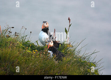 Les macareux en Islande Islande scenery collection Banque D'Images