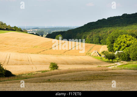 Les champs de seigle d'or dans la belle lumière sur les collines au nord de l'Eifel en Allemagne avec quelques vaches dans la vallée et le vent turbi Banque D'Images
