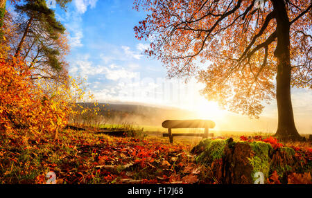 Paysage d'automne avec le soleil se illumining un banc sous un arbre, beaucoup de feuilles d'or et ciel bleu Banque D'Images