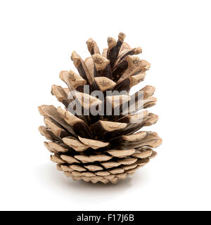 Pine Cone parfait studio shot, isolated on white Banque D'Images