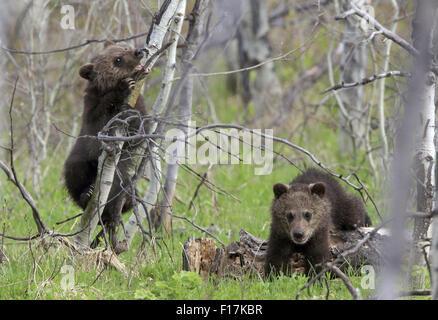 12 mai 2015 - Les jeunes oursons grizzlis jouer à Grand Teton National Park © Keith R. Crowley/ZUMA/Alamy Fil Live News Banque D'Images