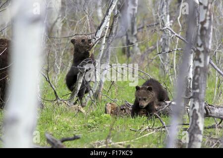 12 mai 2015 - Les jeunes oursons grizzlis jouer à Grand Teton National Park © Keith R. Crowley/ZUMA/Alamy Fil Live News Banque D'Images