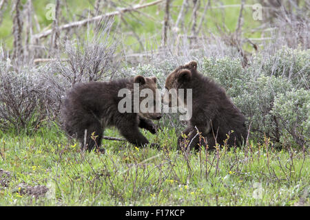 13 mai 2015 - Les jeunes oursons grizzlis spar à Grand Teton National Park © Keith R. Crowley/ZUMA/Alamy Fil Live News Banque D'Images