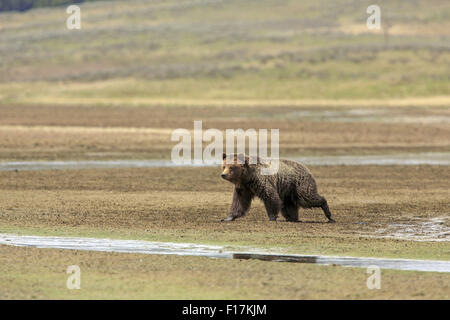 11 mai 2015 - Un grizzly traverse une vasière dans la Hayden Valley Parc National de Yellowstone © Keith R. Crowley/ZUMA/Alamy Fil Live News Banque D'Images