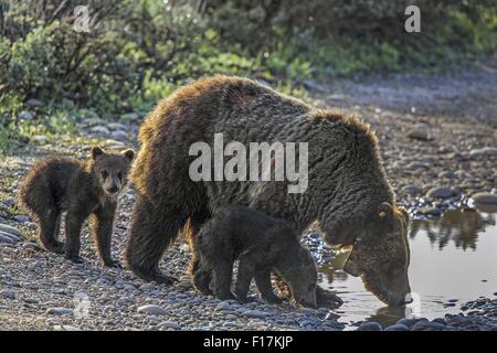 Grizzli femelle avec de jeunes Louveteaux de boissons dans une flaque d'eau dans le Grand Teton National Park. 14 mai, 2015. © Keith R. Crowley/ZUMA/Alamy Fil Live News Banque D'Images