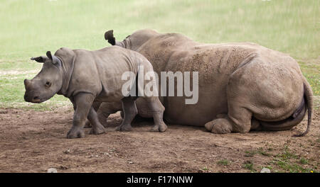 Rhinocéros blanc du sud (Ceratotherium simum simum) veau et mère, Cotswold Wildlife Park, Oxfordshire Banque D'Images